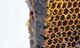 Honningdepoter - et centralt lederværktøj